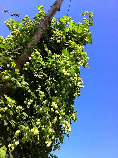 Barnone Brewery and Hop Farm